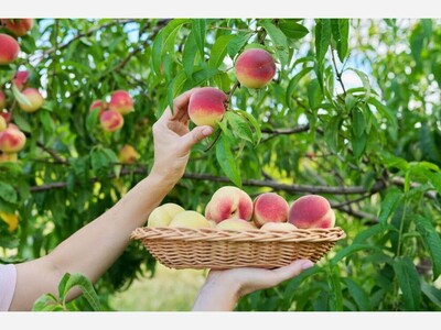 PEACH-PICKING PRIMER: