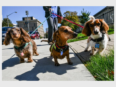 Wiener Walk Towson